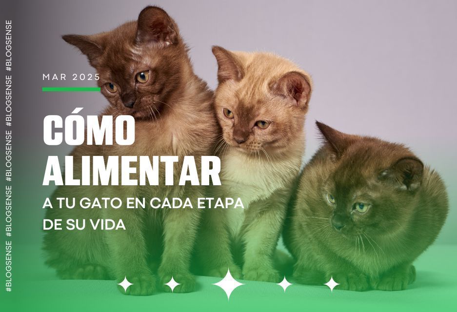 Cómo alimentar a tu gato en cada etapa de su vida